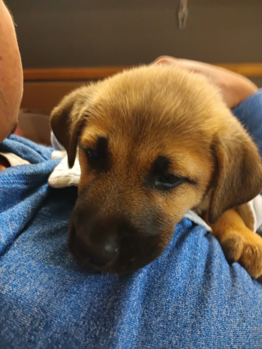 Homeward Animal Shelter