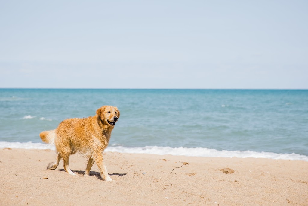 Centennial Park Dog Beach