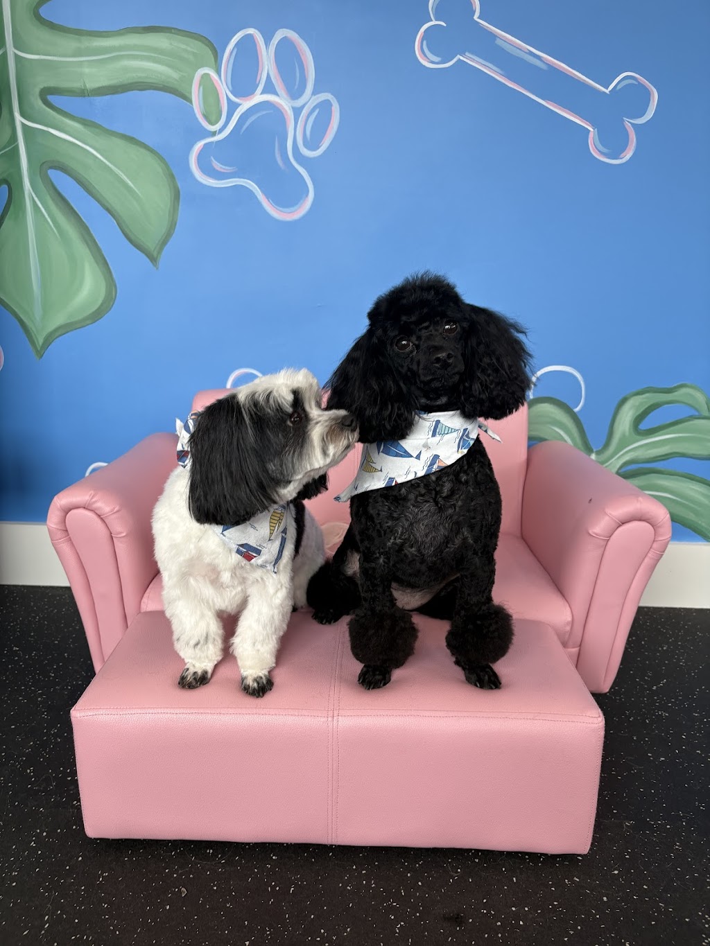 Paws Around Portsmouth