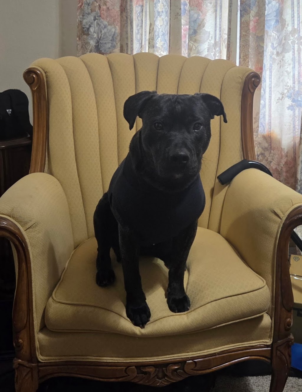 Van Wert County Humane Society