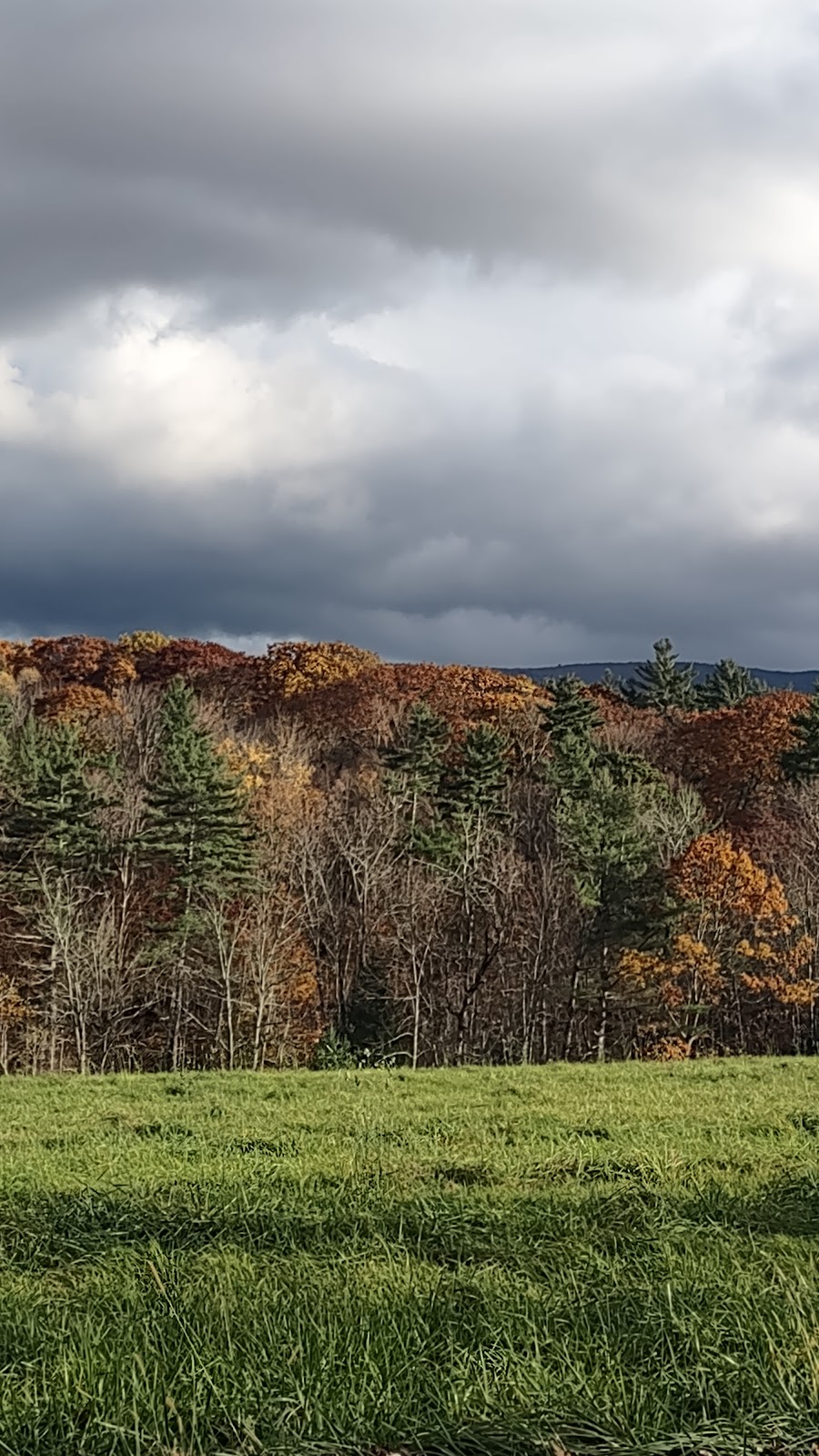 Green Mountain National Forest, Manchester Center