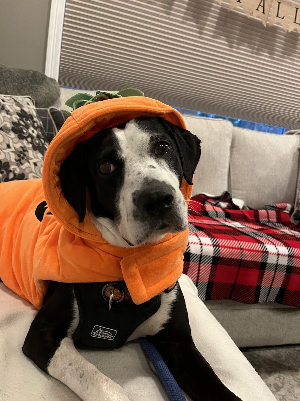 Heart of RI Animal Rescue League