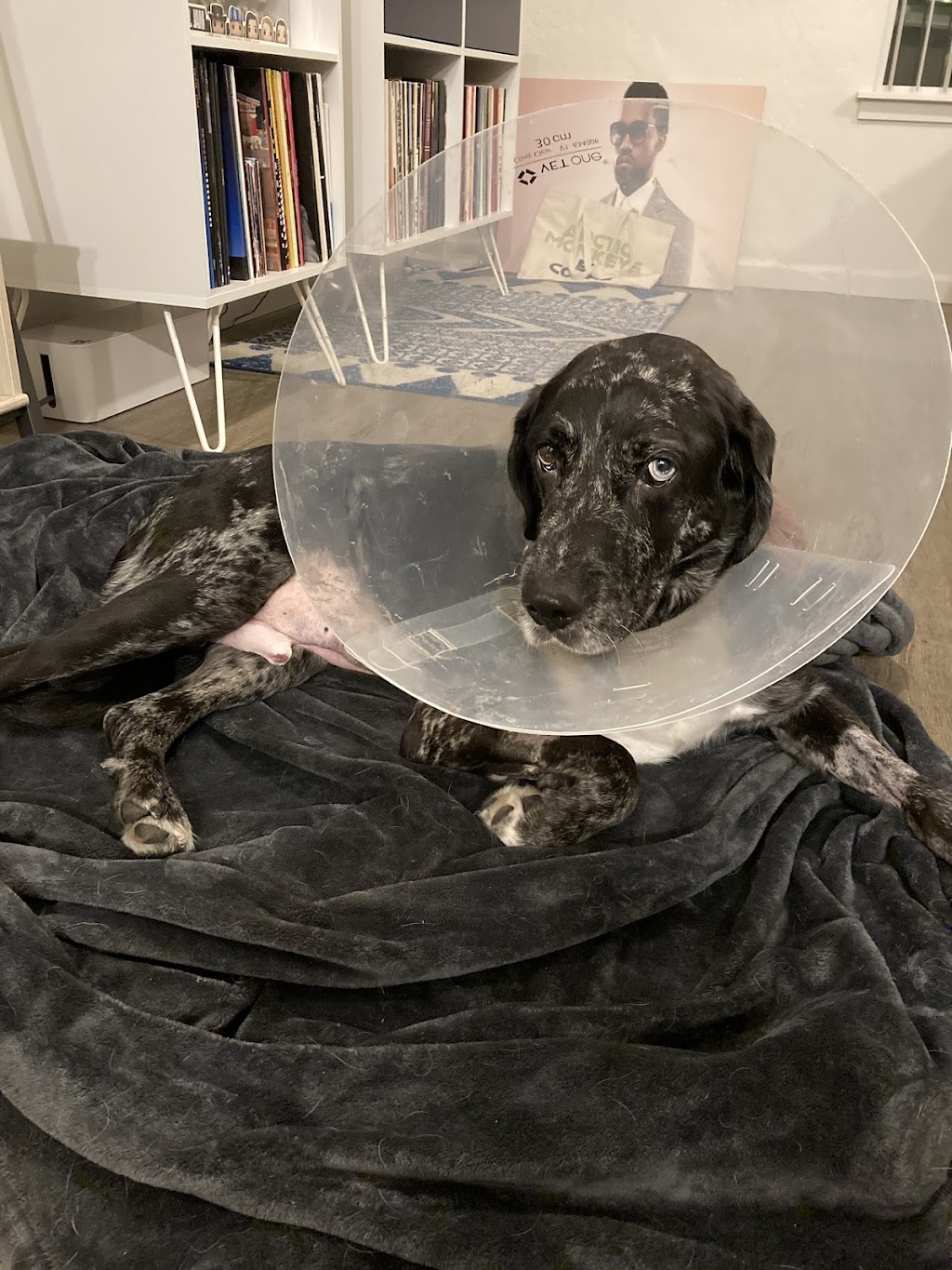 Pet Emergency Clinic Spokane