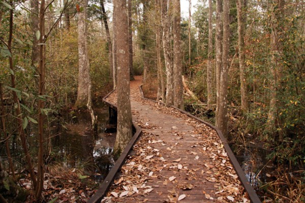 Big Thicket National Preserve