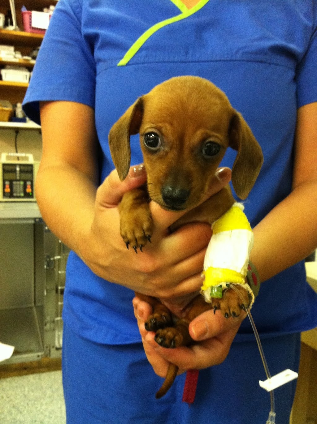 Charleston Veterinary Referral Center