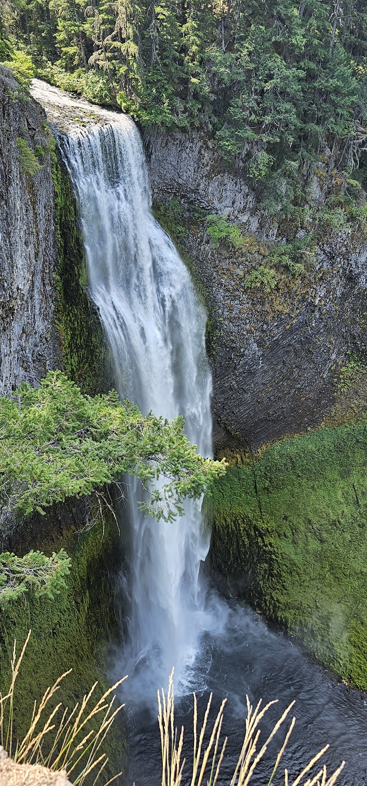 Salt Creek Falls Trail