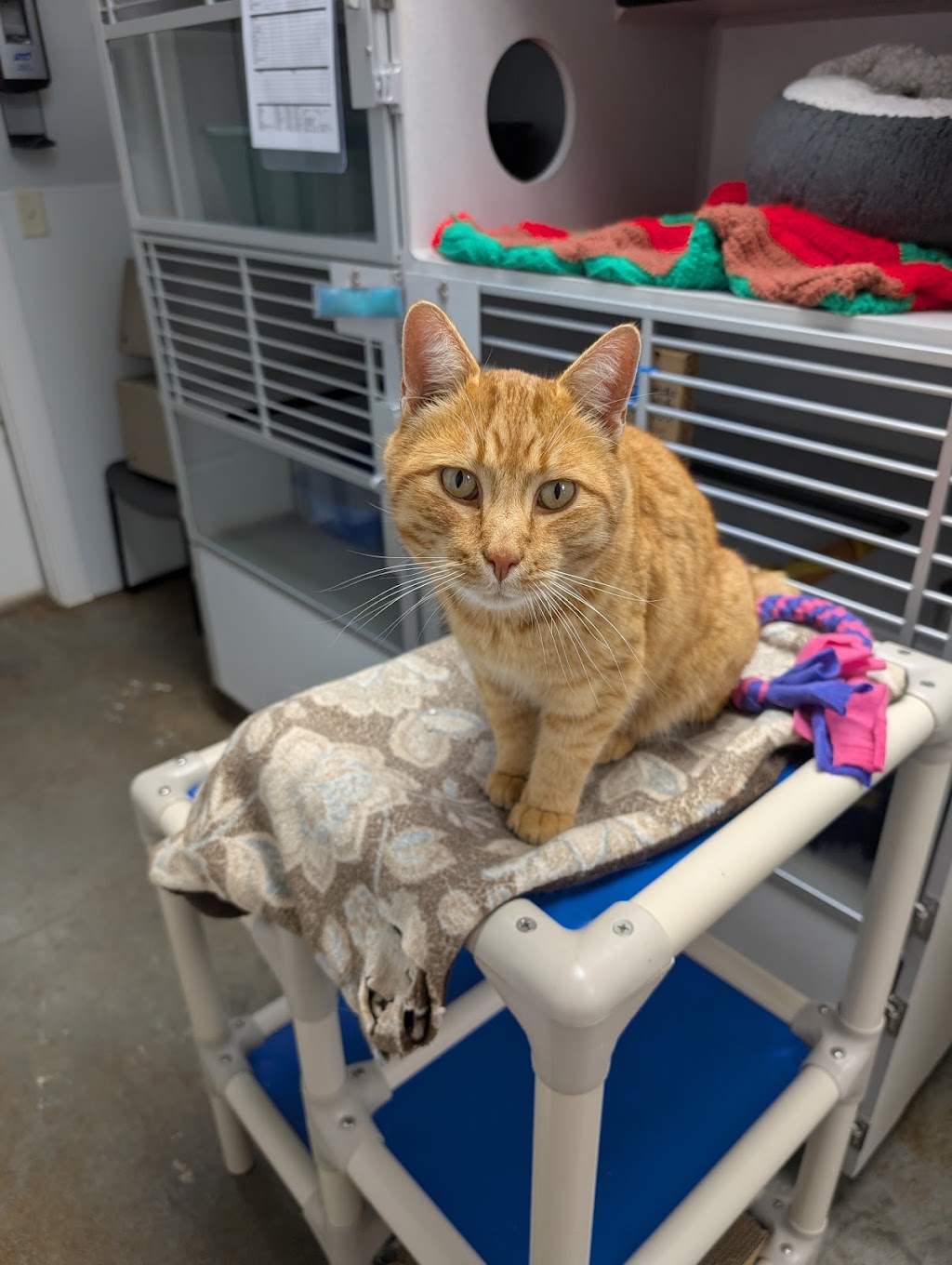 Stafford Animal Shelter