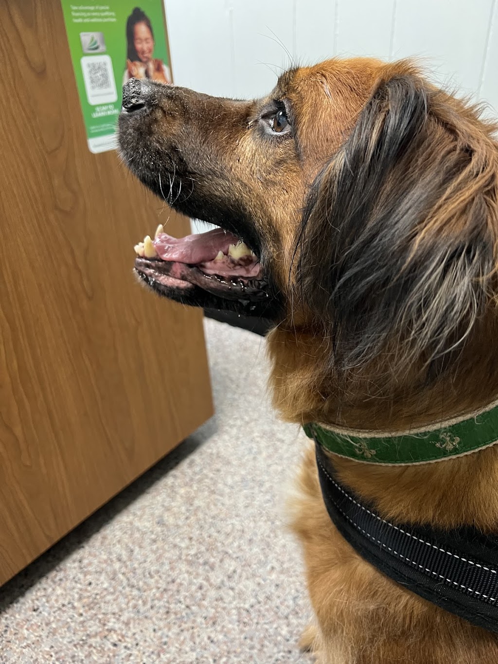 Animal Emergency Center of Huntington