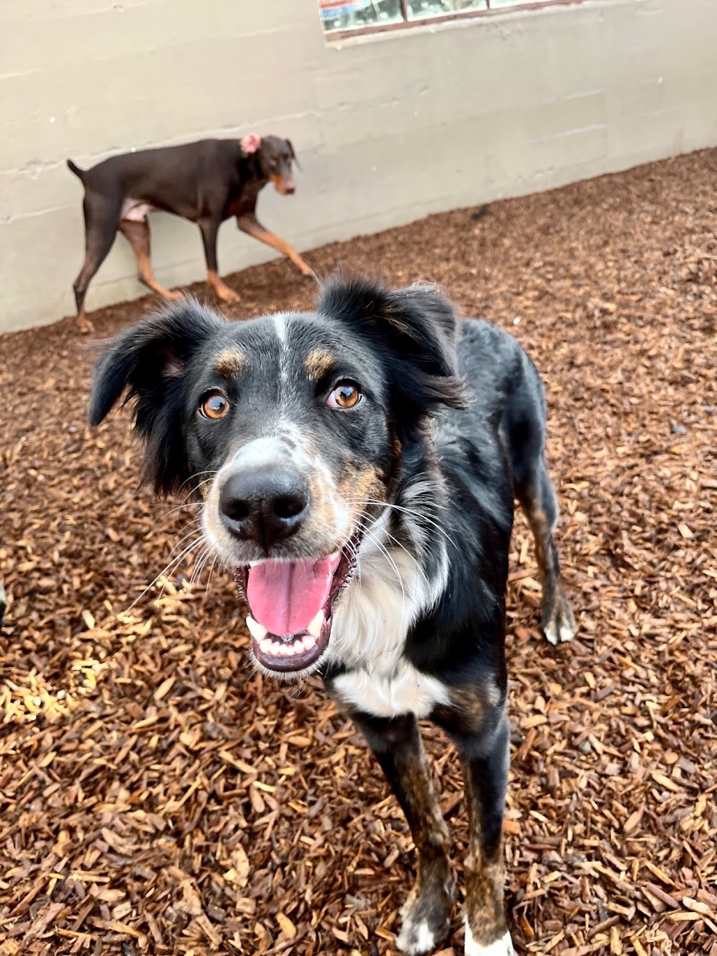 Howl At The Moon Doggy Daycare