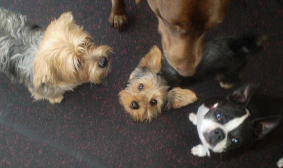 Camp Bow Wow Bellevue