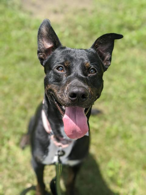 Circle of Friends Humane Society