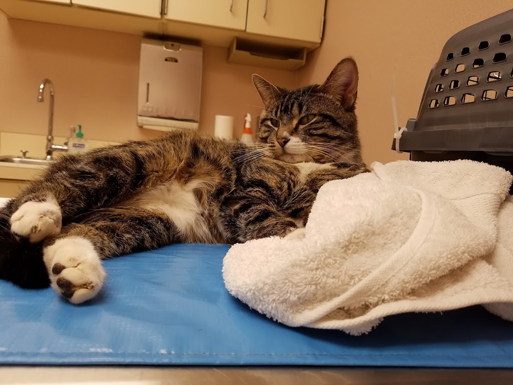 Animal Emergency Clinic of Michiana (Grape Rd)