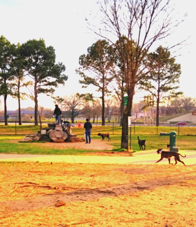 MacArthur UNLEASHED Dog Park
