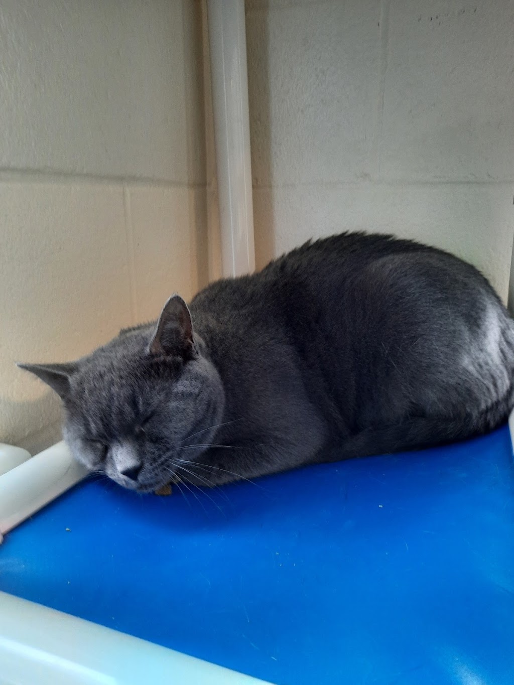 Kennebec Valley Humane Society