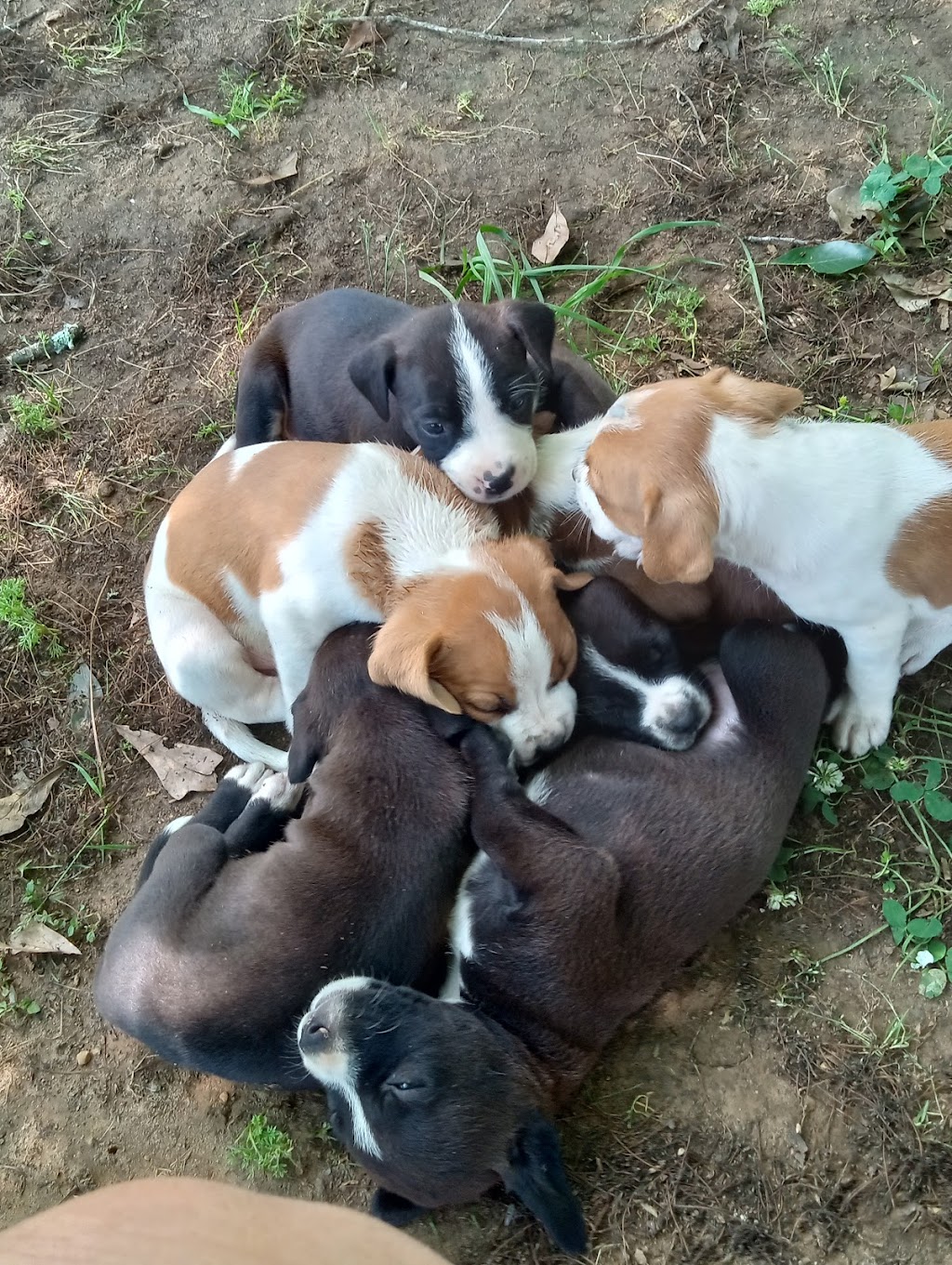 Mobile SPCA