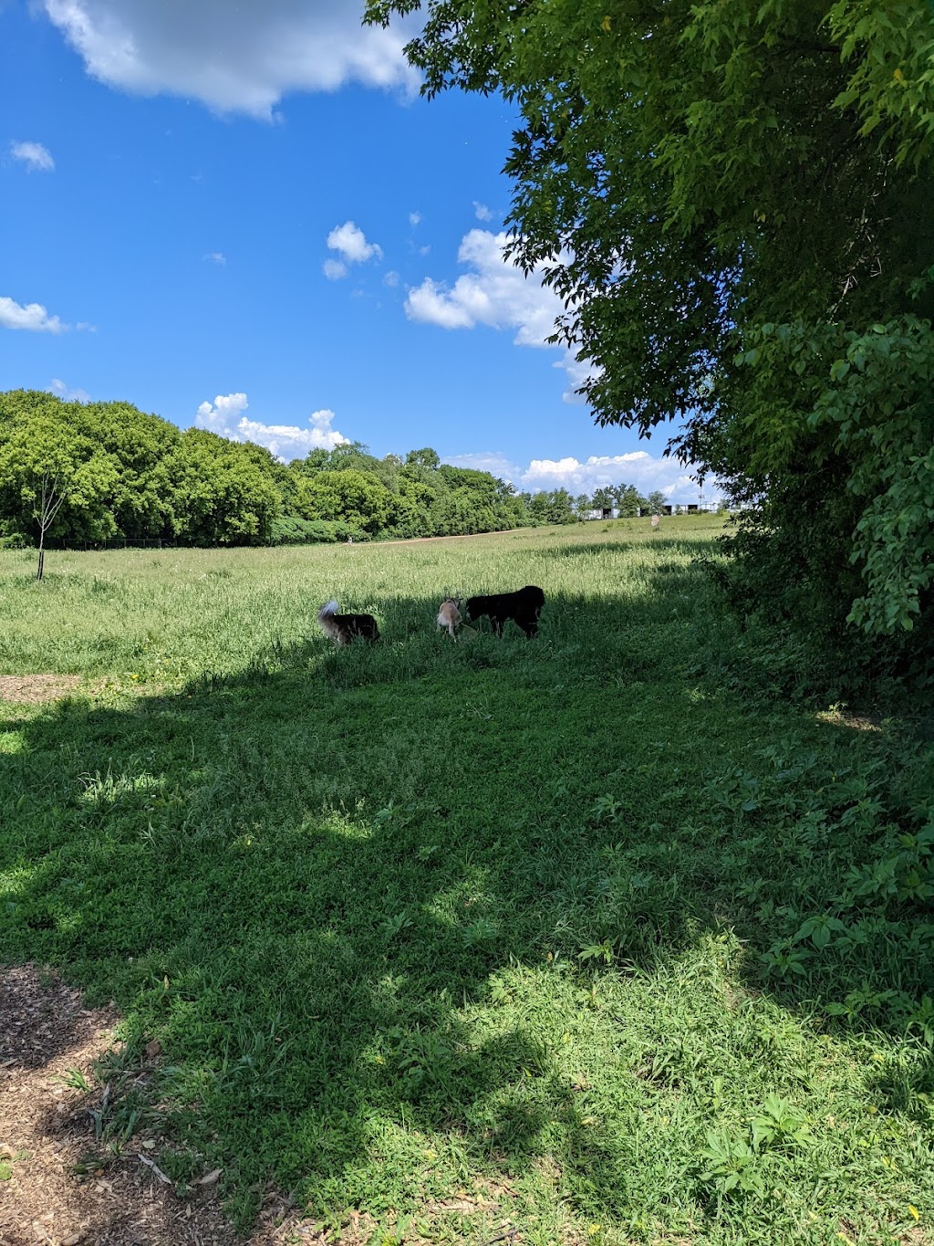 Hyland Lake Off-Leash Dog Park