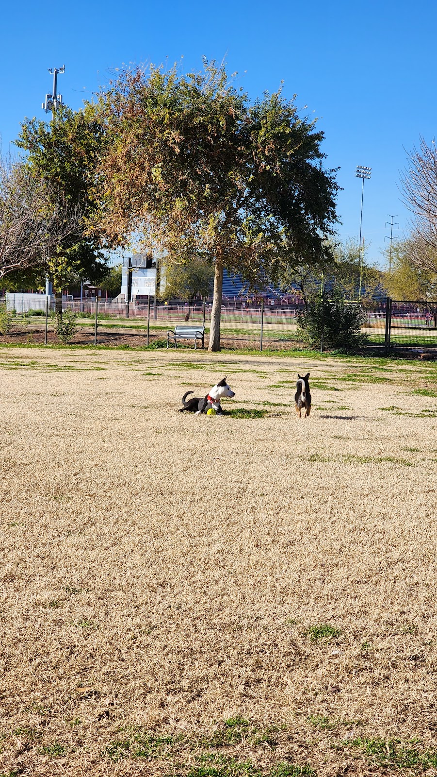 Cesar Chavez Park (Wash Pup Dog Park)