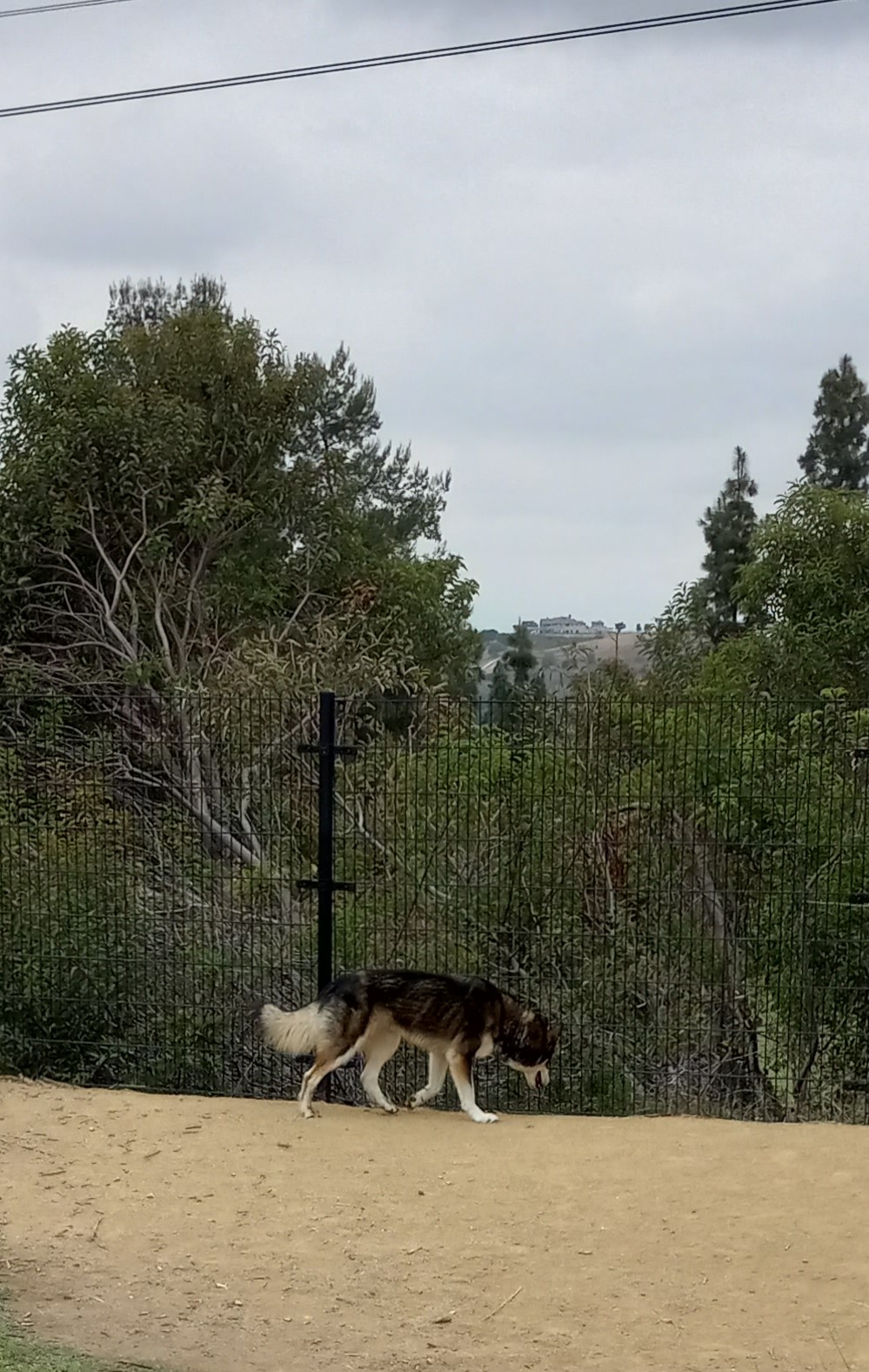 Yorba Linda Dog Park