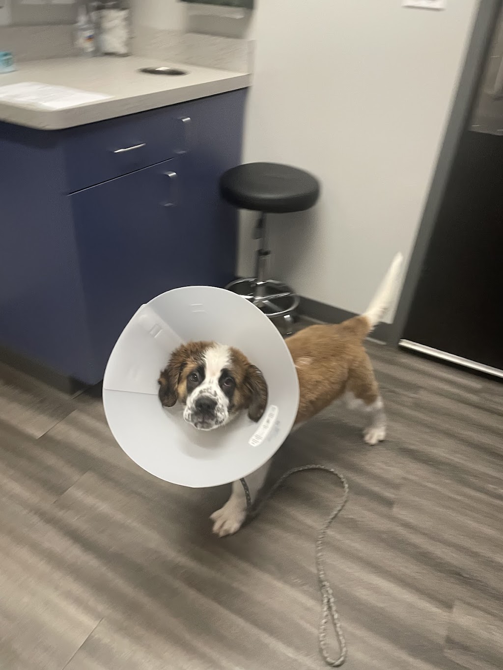 Animal Emergency Clinic of Michiana