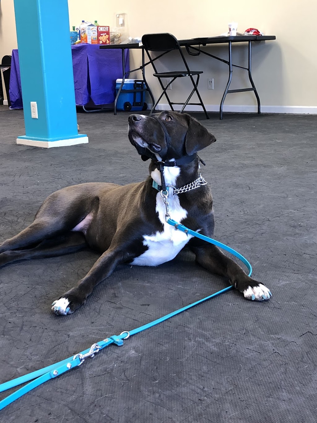 Foundation Dog Training
