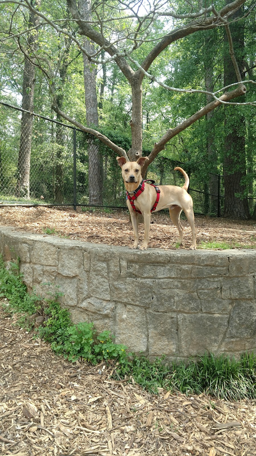 Glenlake Park Dog Park