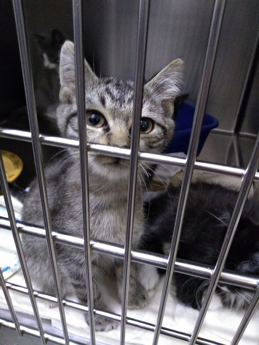 Bangor Humane Society