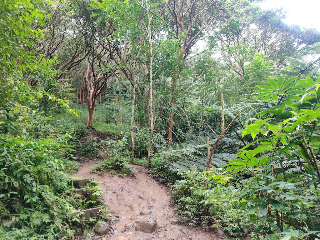 Maunawili Falls Trail