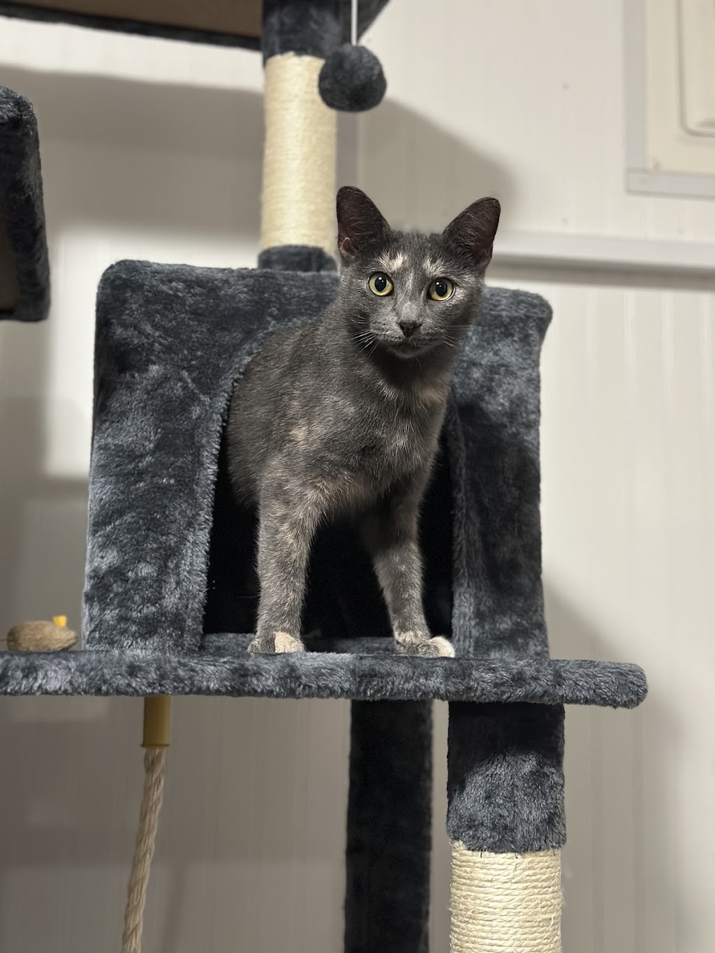 Erie County Humane Society
