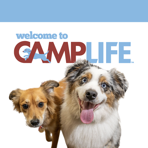 Camp Bow Wow Indianapolis