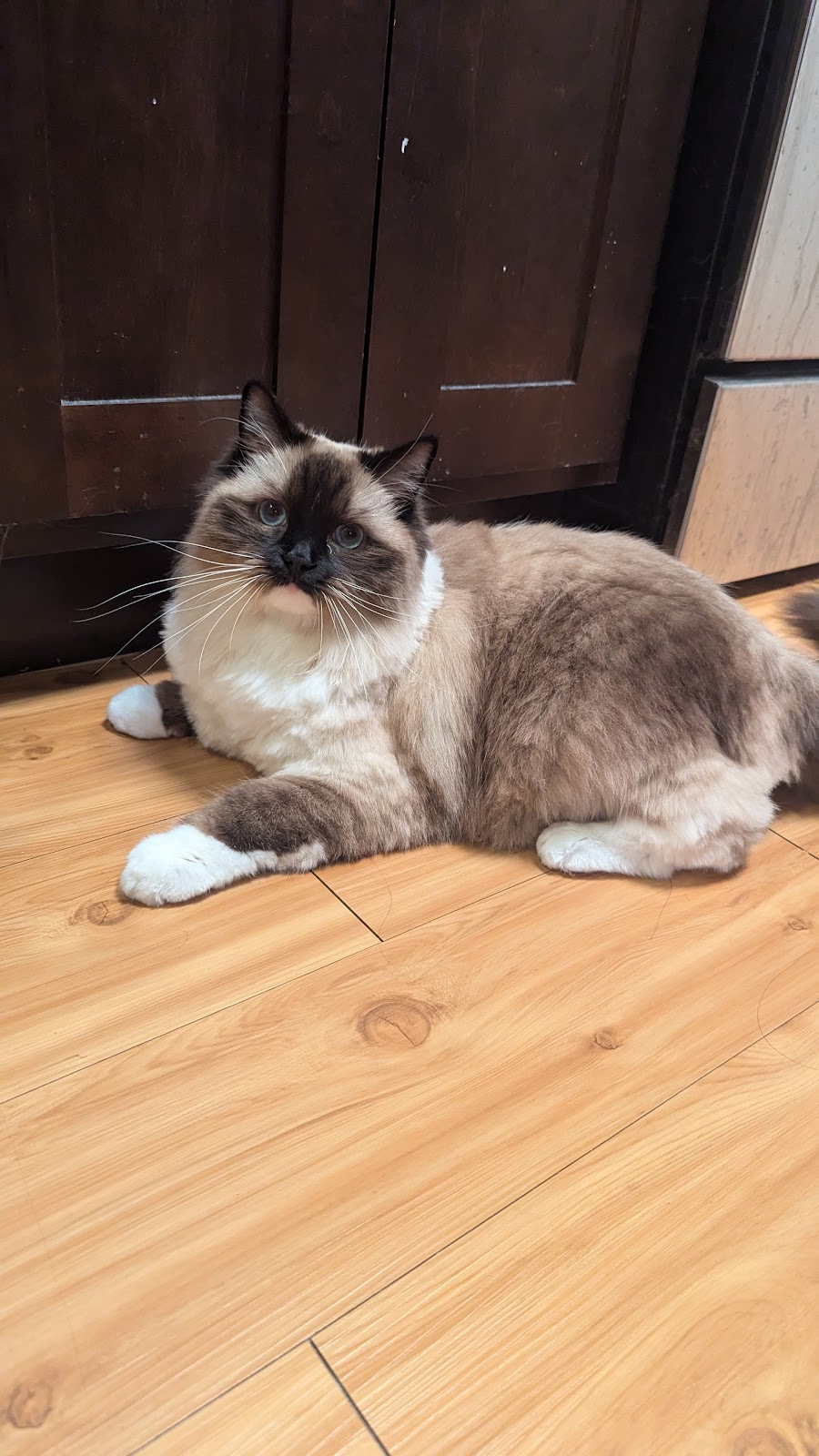 Petco Grooming — Perrysburg