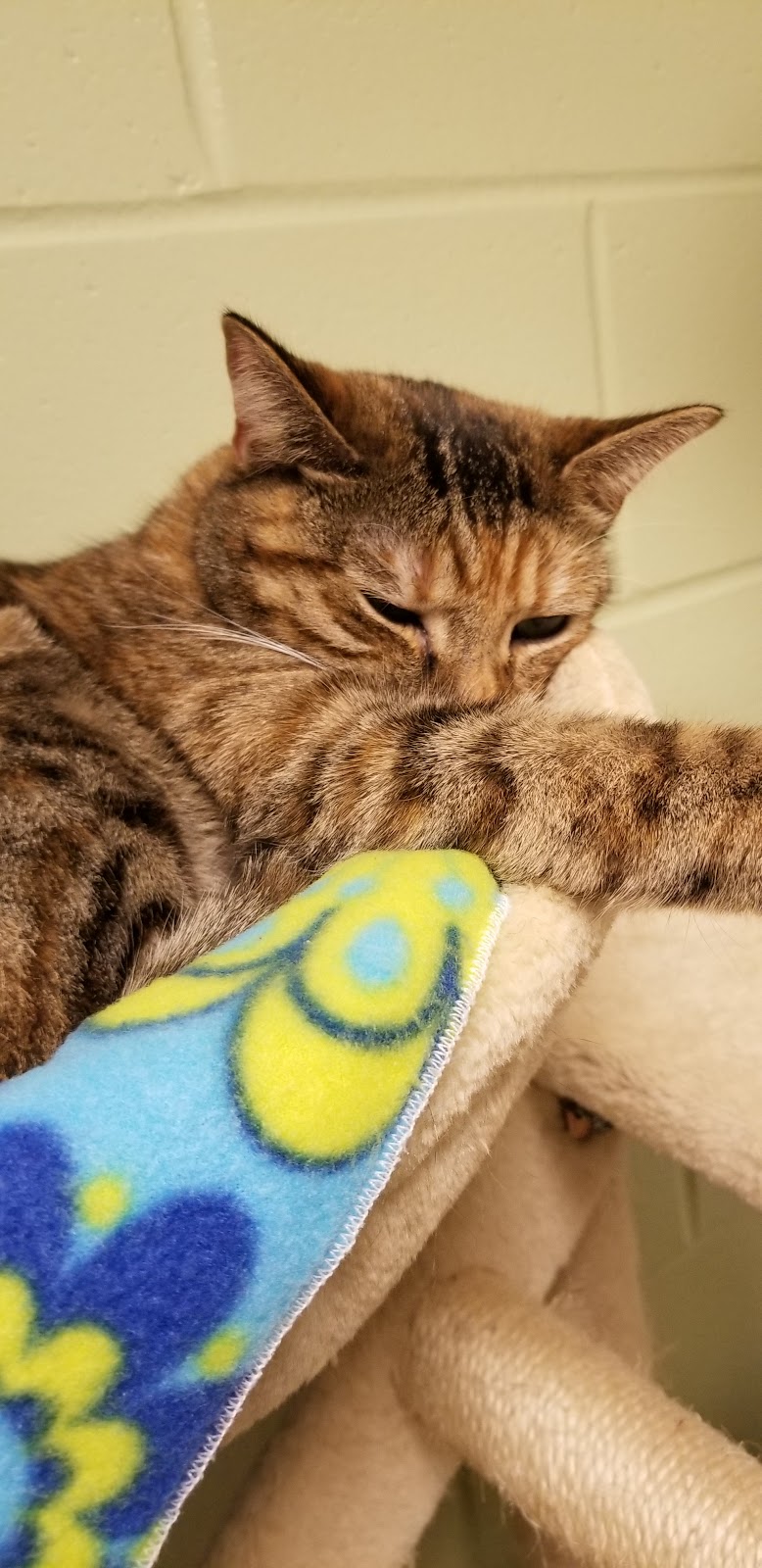 Fort Defiance Humane Society