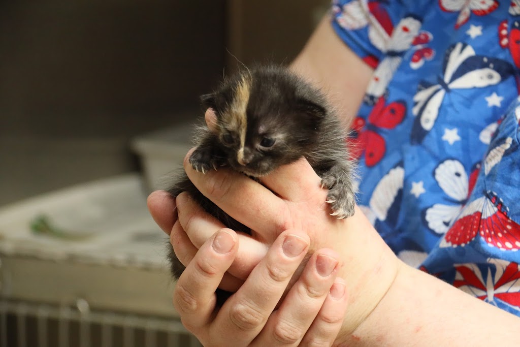 Metro Animal Services