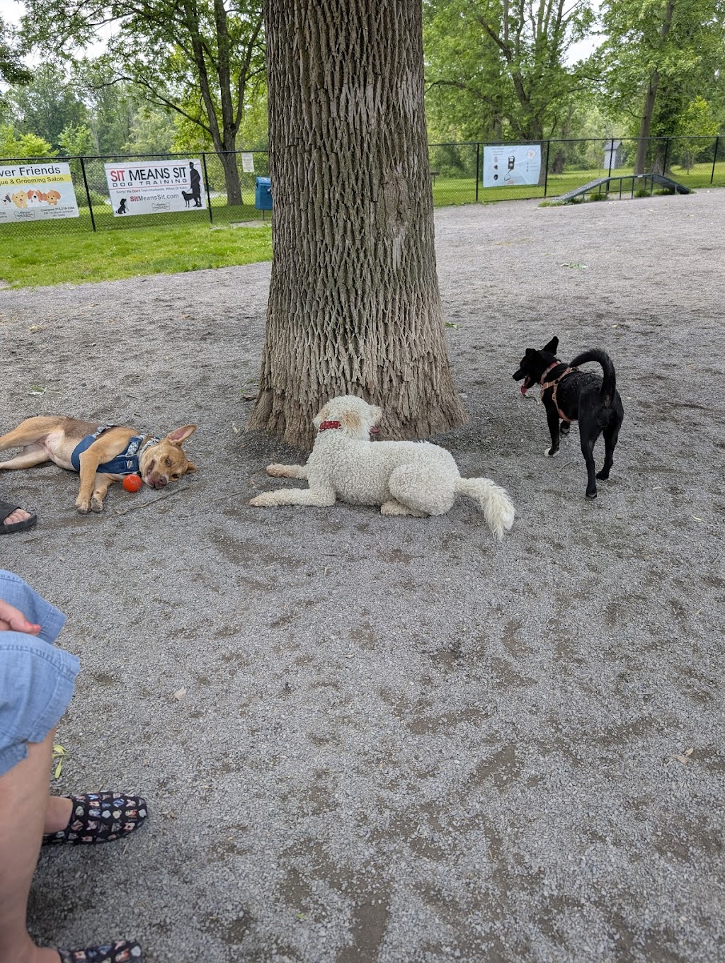 Onondaga Lake Park Dog Park (Wegmans)