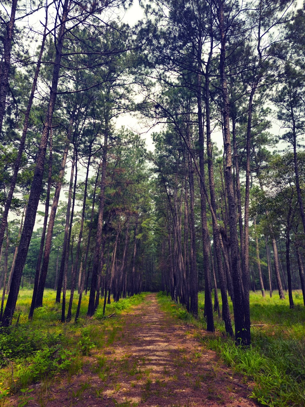 W. Goodrich Jones State Forest
