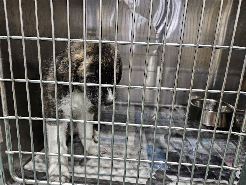 Mississippi Animal Rescue League (MARL)