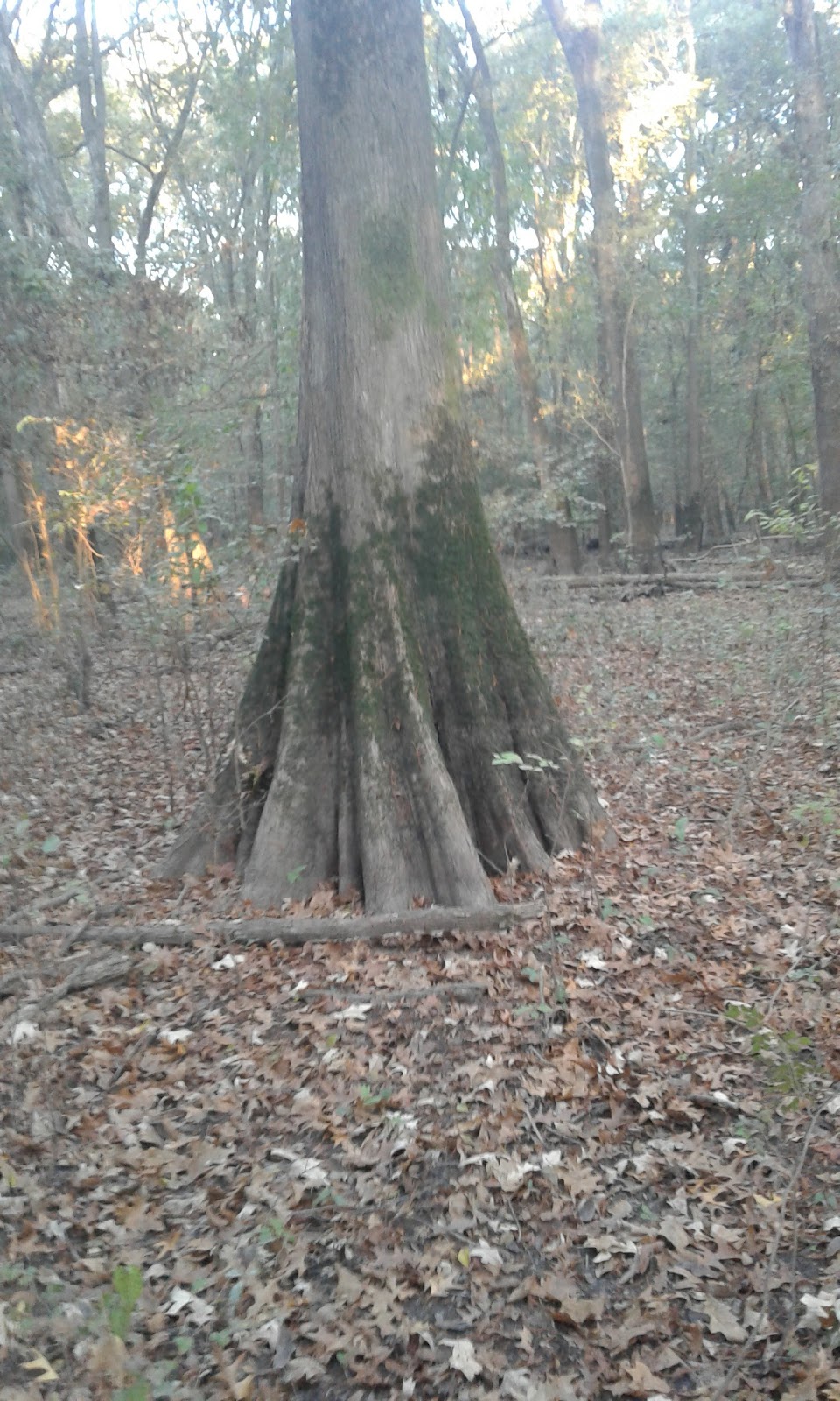 Cache River National Wildlife Refuge