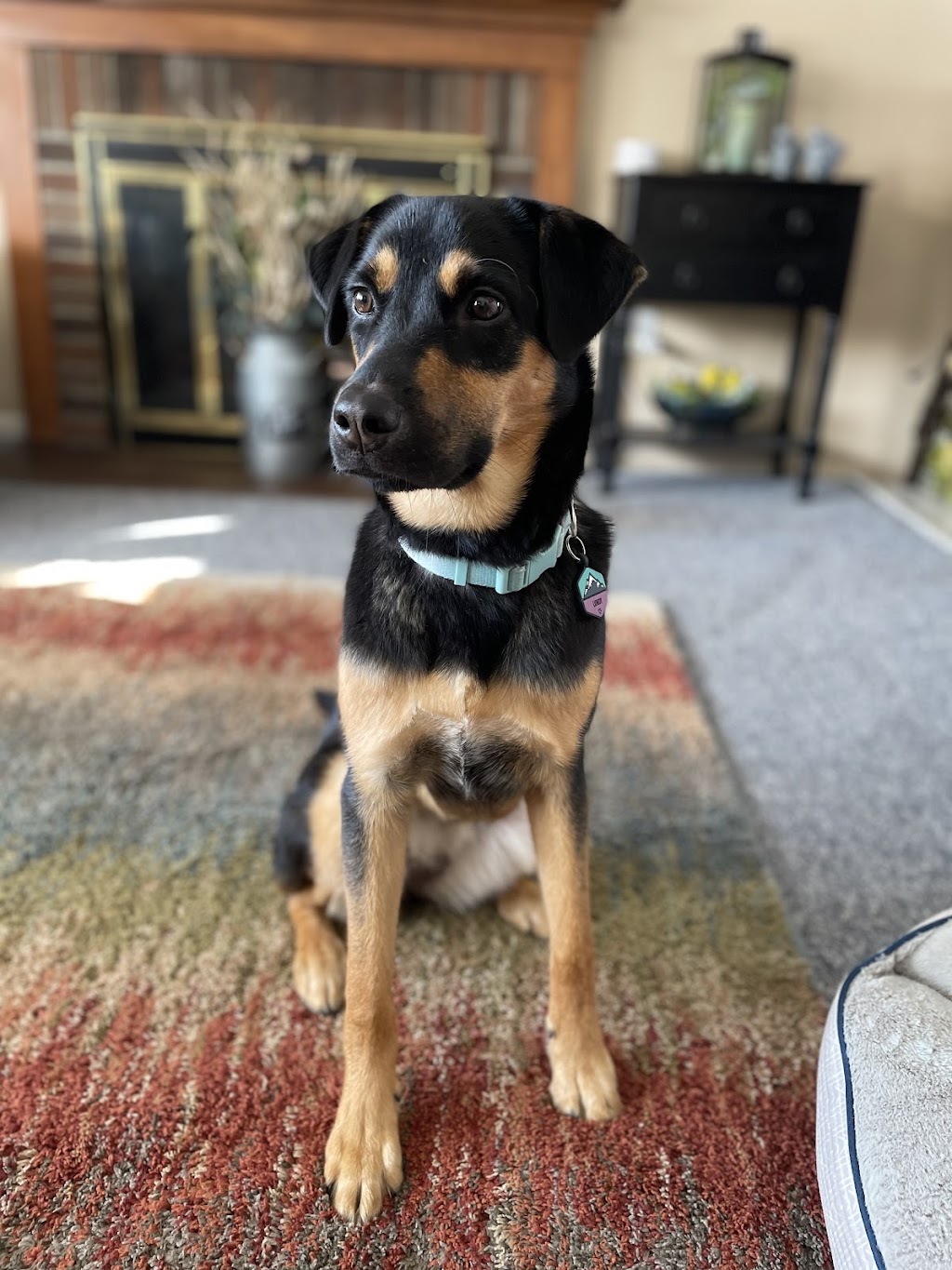 Friends of Pets