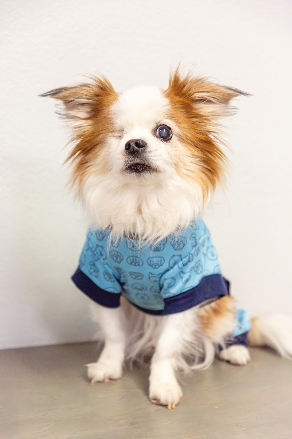 Best Friends Animal Hospital