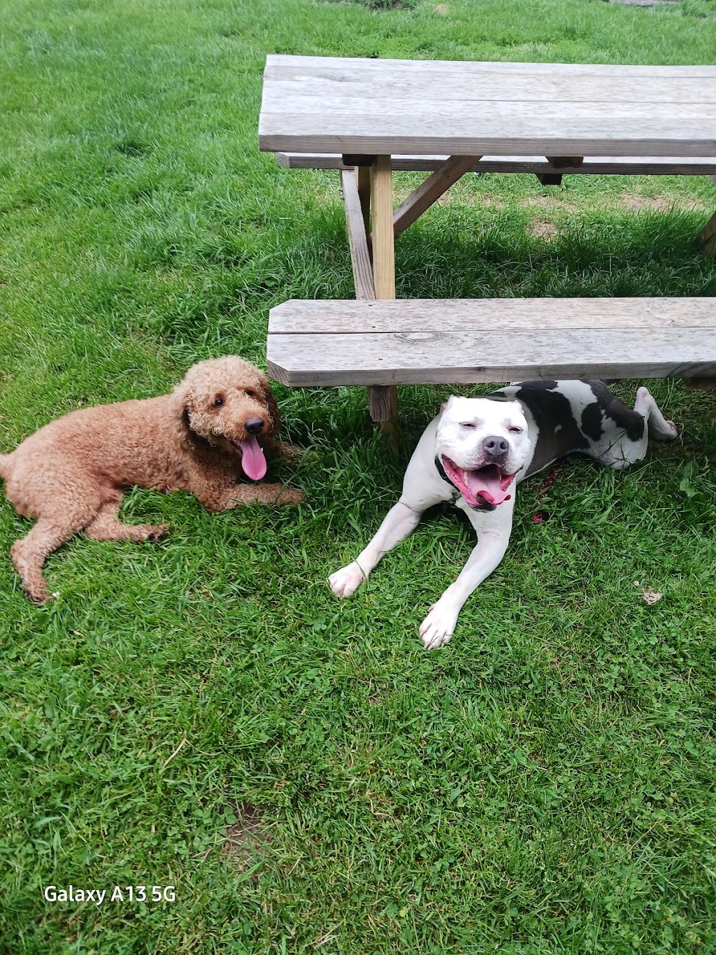 Marion County Humane Society
