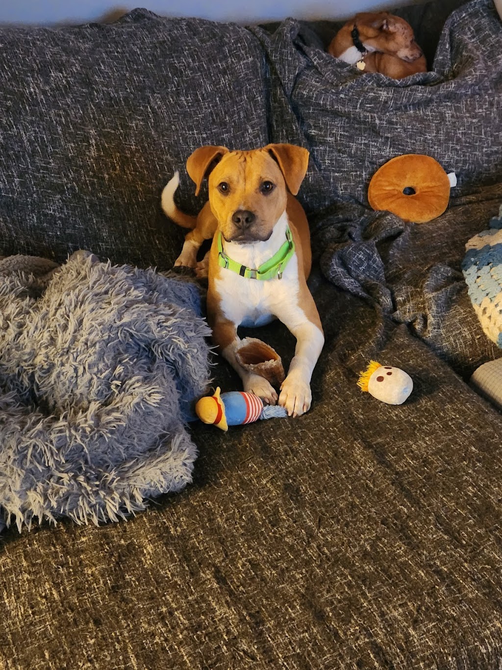 Animal Rescue League of Western PA