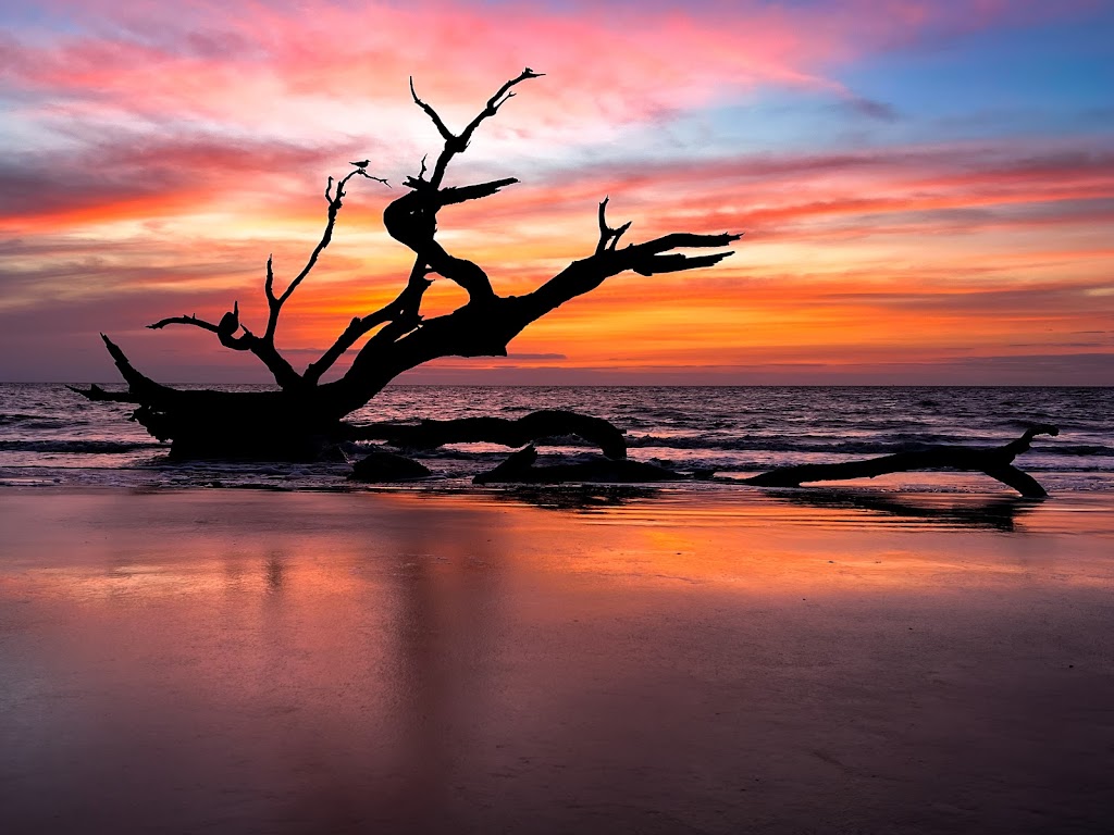 Driftwood Beach (Jekyll Island)