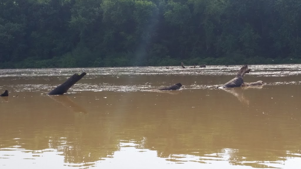 Land Between the Lakes (TN Section)