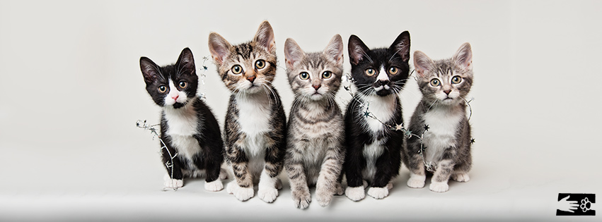 Humane Society of Chittenden County