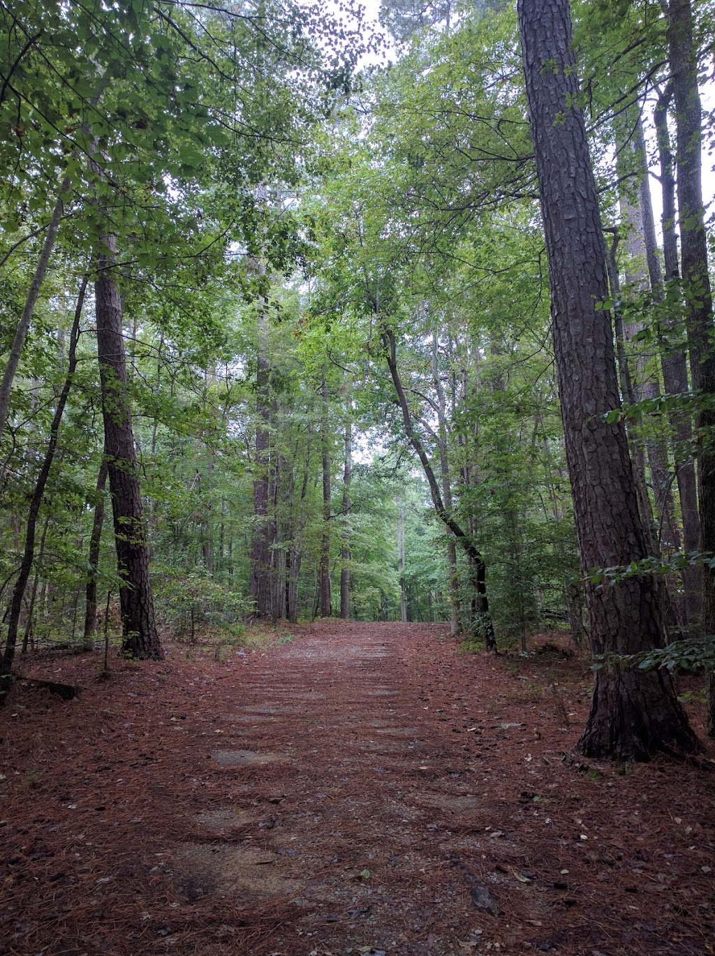 Duke Forest (Korstian Division)