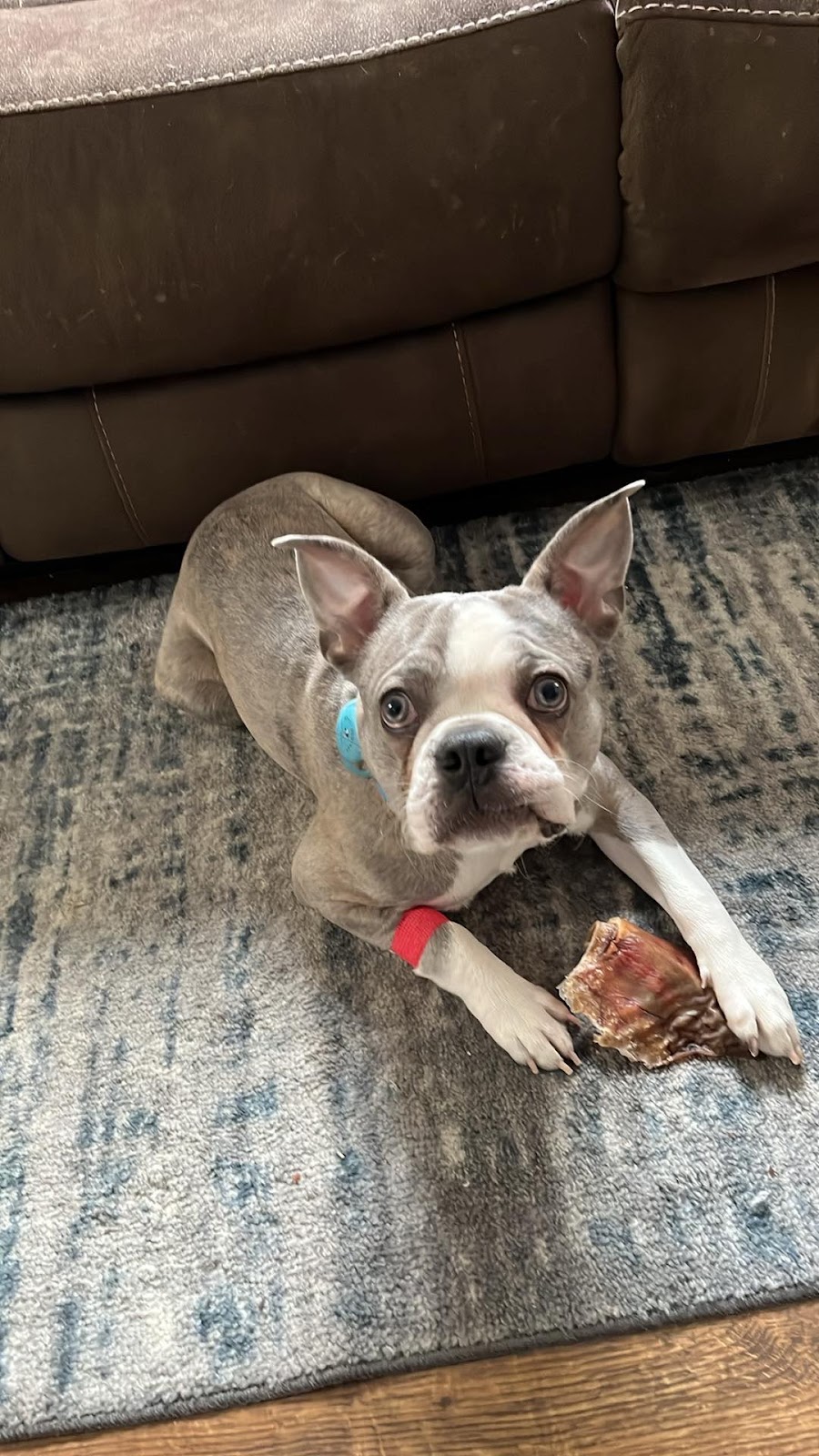 Country Squire Animal Hospital