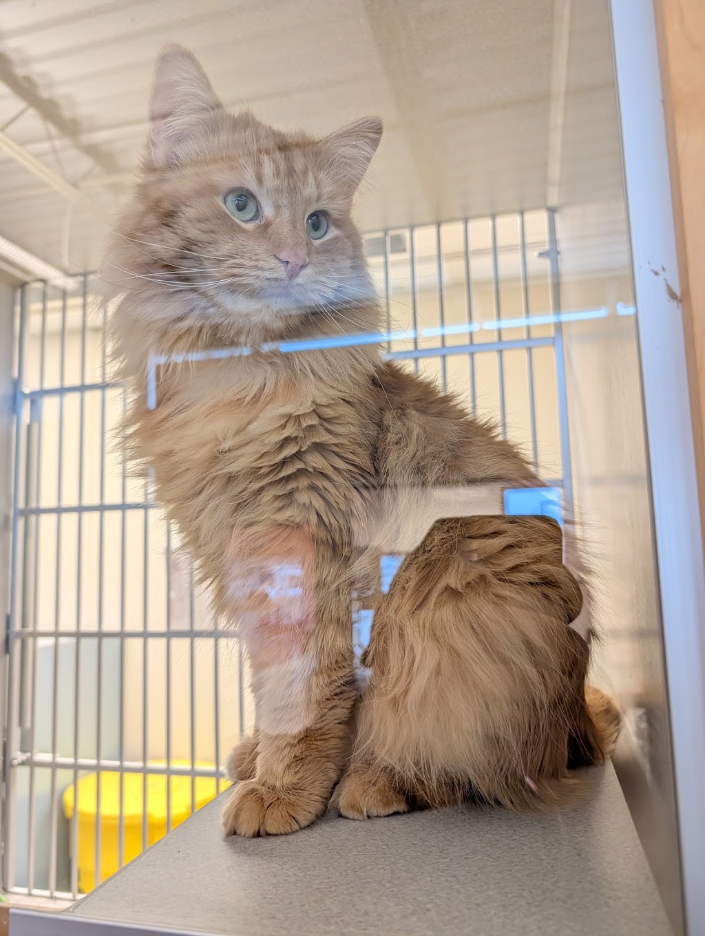 Cedar Rapids Animal Care + Control