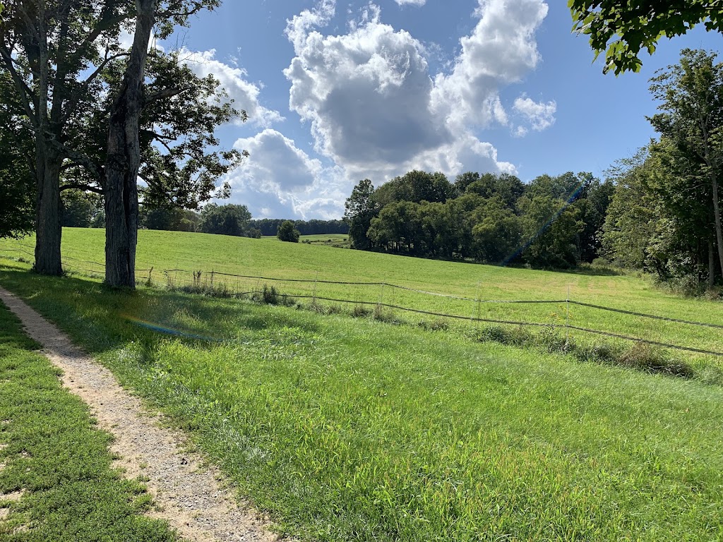 Mile-Around Woods