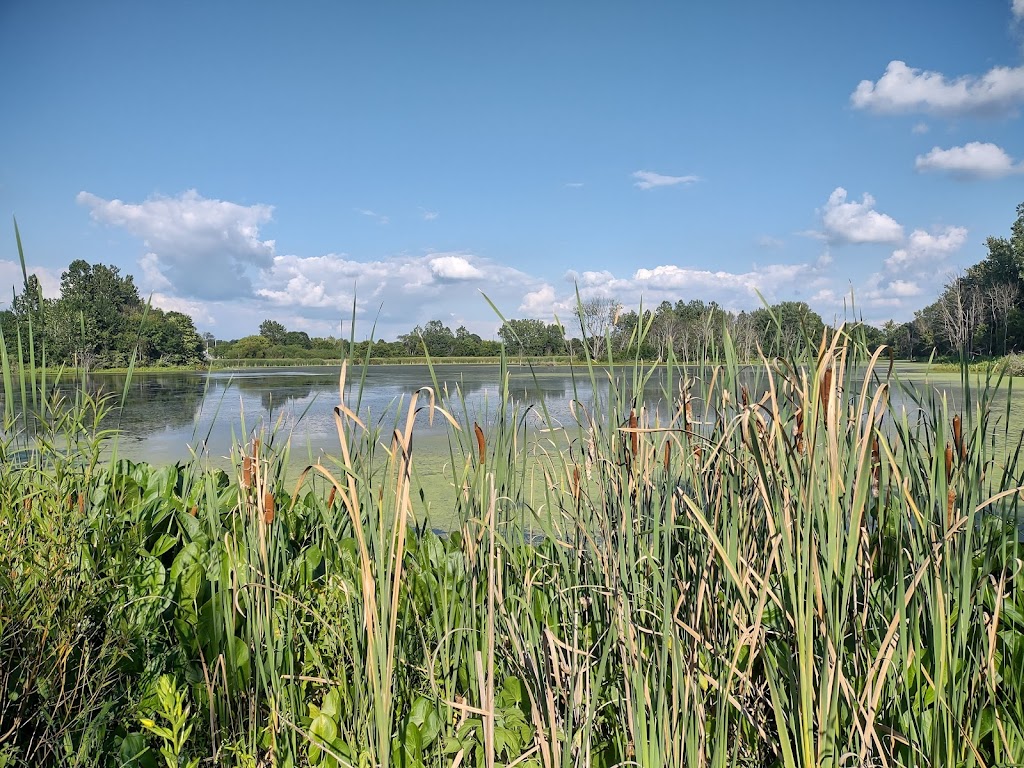 Celery Bog Nature Area