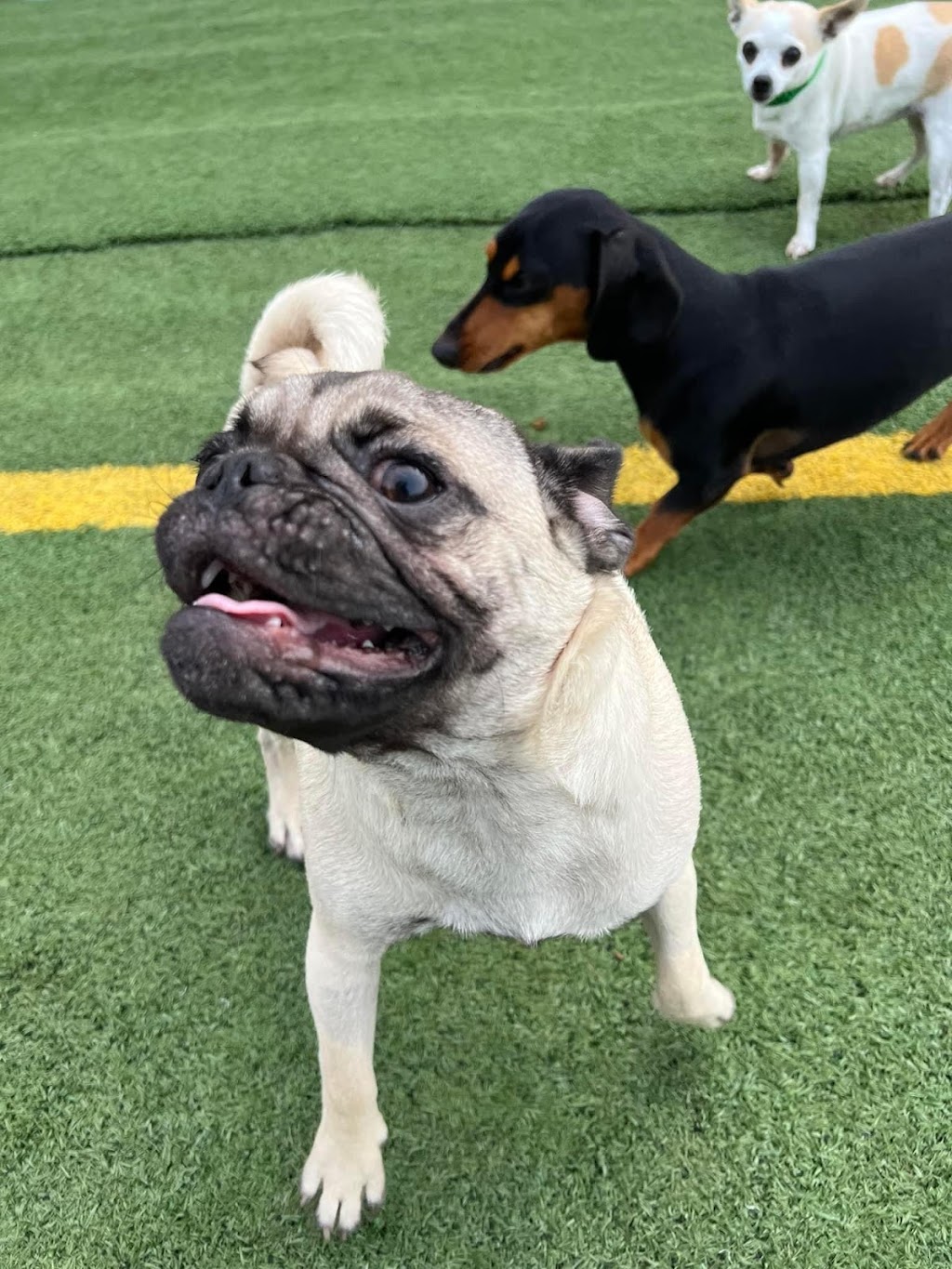 Canine Hideaway Doggie Daycare