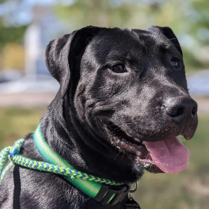 Norfolk SPCA